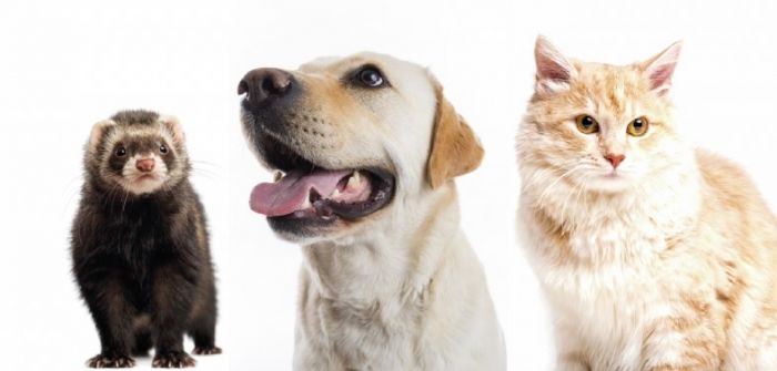 Registo obrigatório de animais de companhia: saiba o que mudou e como cumprir